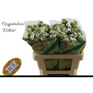 OXY CO PERF WHI HARM