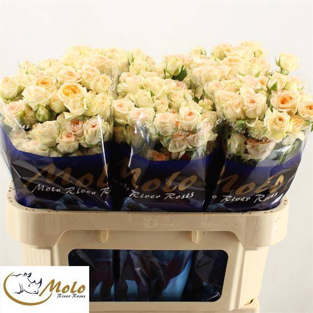 <h4>R Tr Rosanella Molo</h4>