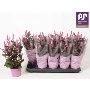 CEL MERIDA PINK