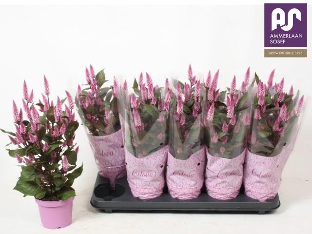 <h4>CEL MERIDA PINK</h4>