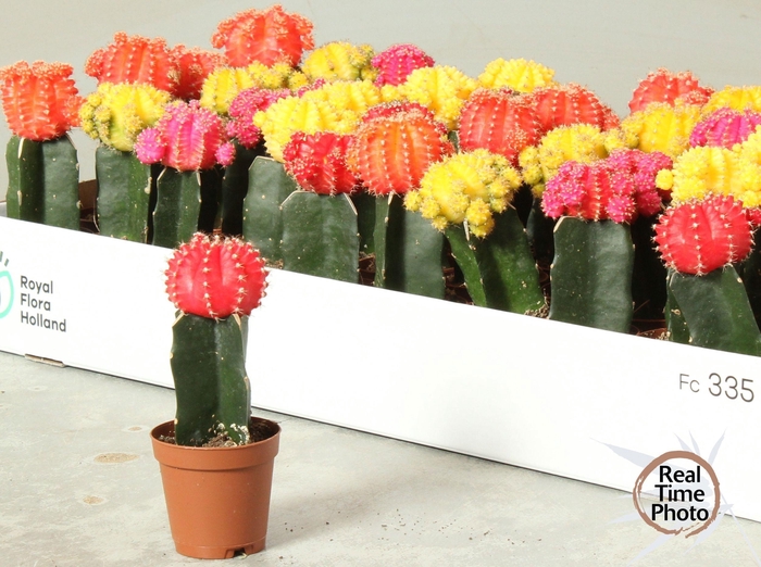 <h4>GYMNO JAPAN GEM</h4>