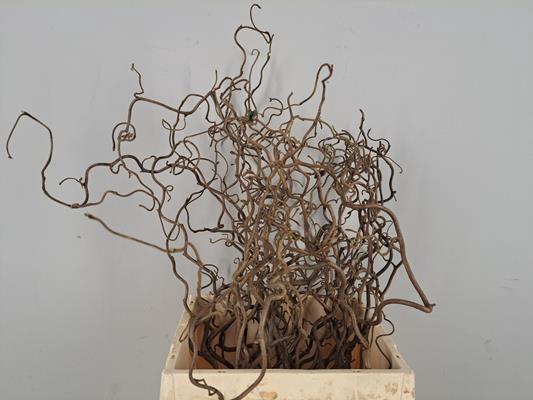 <h4>Corylus (2-jarig)</h4>