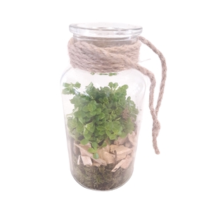 Arr.   Kamerplant Groen L%
