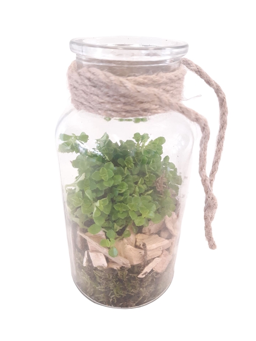 <h4>Arr.   Kamerplant Groen L%</h4>