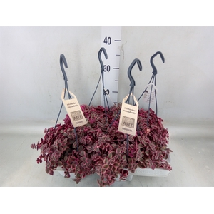 Crassula marginalis