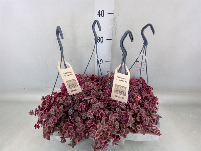 <h4>Crassula marginalis</h4>