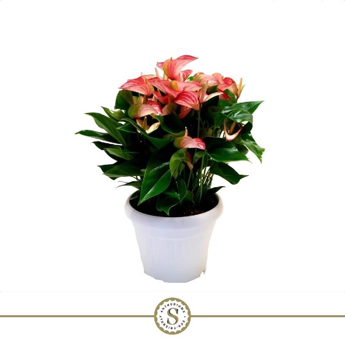 Anthurium Andreanum LIV4