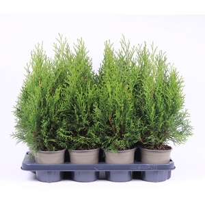 Thuja Occ Smaragd