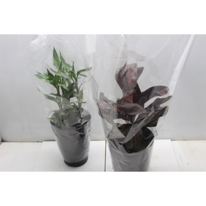 DRACENA VARIADA P17