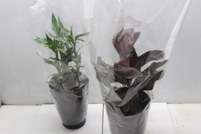 <h4>DRACENA VARIADA P17</h4>
