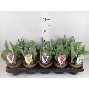 Tulipa   ...mix