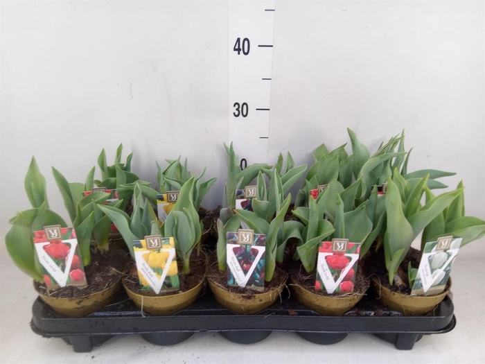 <h4>Tulipa ...mix</h4>