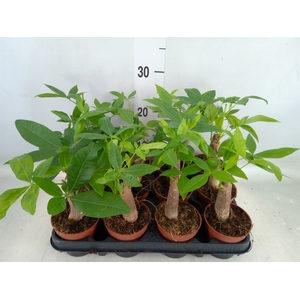 Pachira aquatica