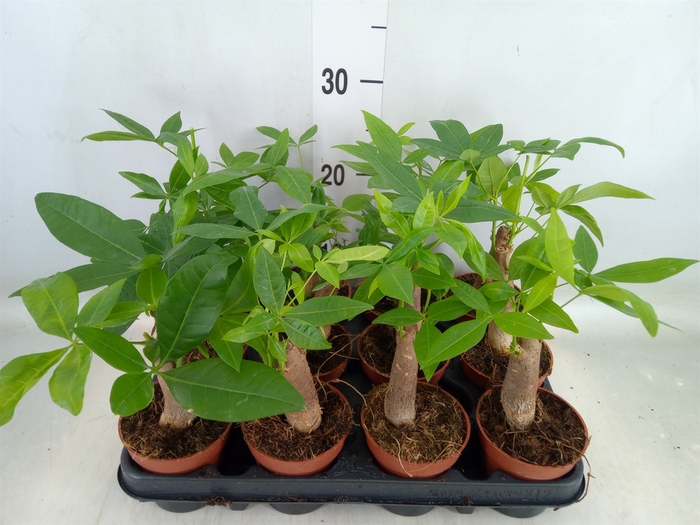 <h4>Pachira aquatica</h4>