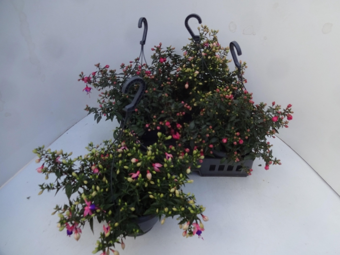 <h4>FUCHSIA GEM</h4>