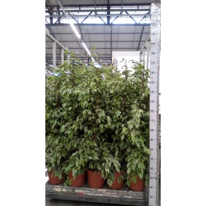 Ficus benja. 'Golden King'