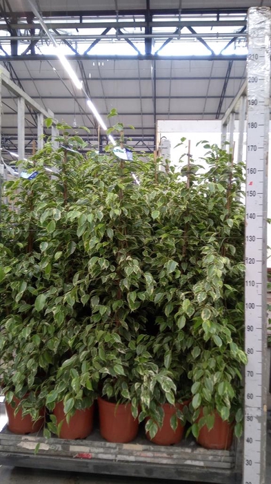 <h4>Ficus benja. 'Golden King'</h4>