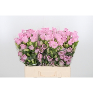 Camp M Champion Rose