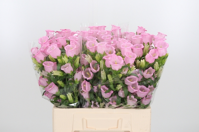 <h4>Camp M Champion Rose</h4>