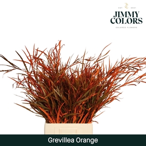 Grevillea (bunch) Orange
