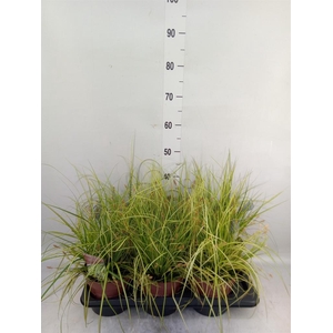 Carex oshimensis 'Everco Eversheen'