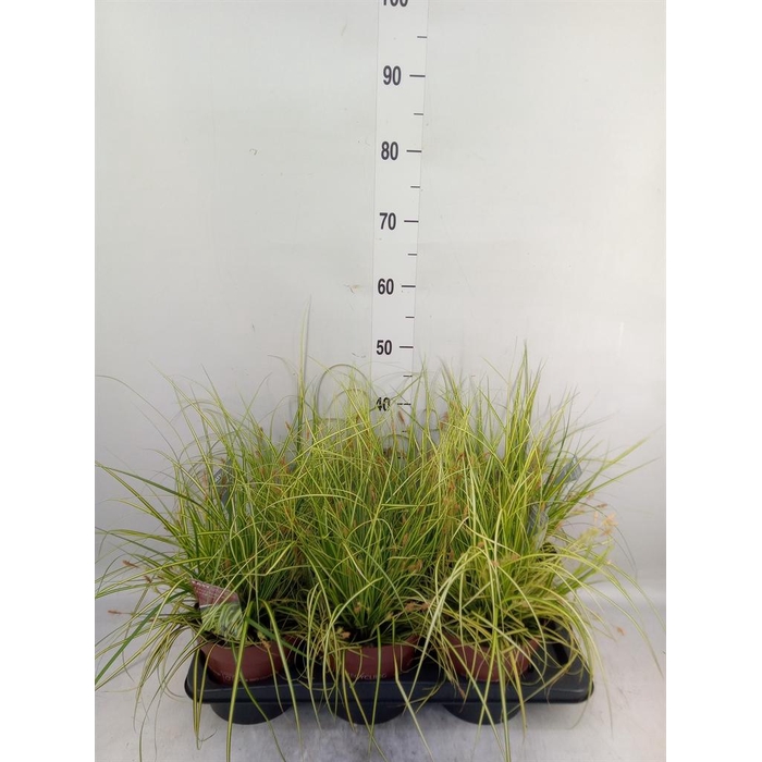 <h4>Carex oshimensis 'Everco Eversheen'</h4>