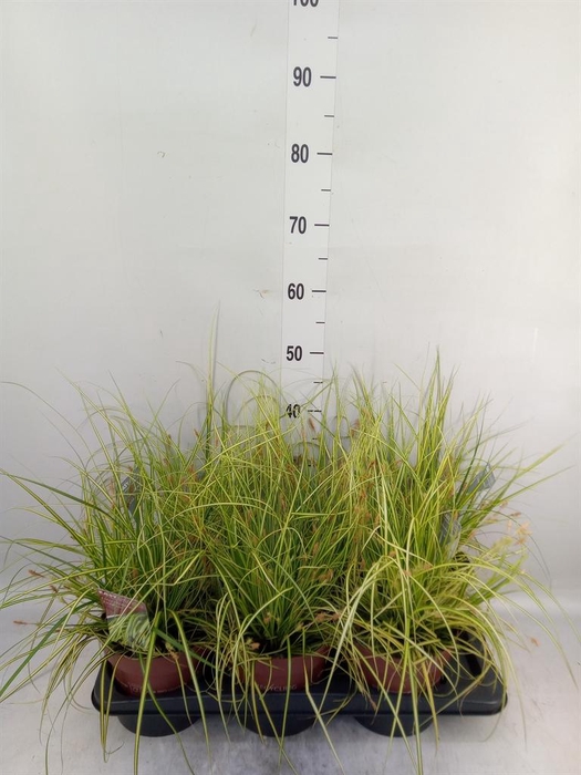 Carex oshimensis 'Everco Eversheen'