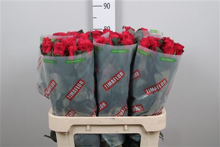 <h4>R Gr Tacazzi+</h4>