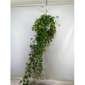 Hedera helix 'Pittsburgh'