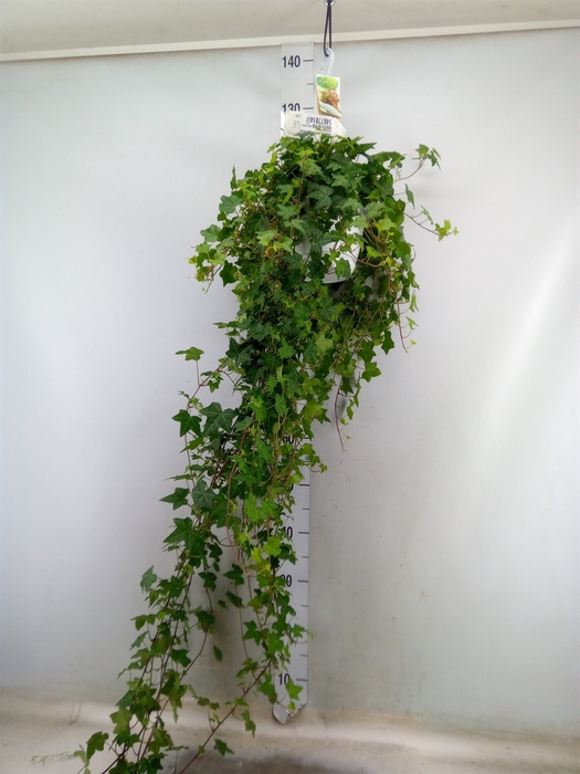 <h4>Hedera helix 'Pittsburgh'</h4>