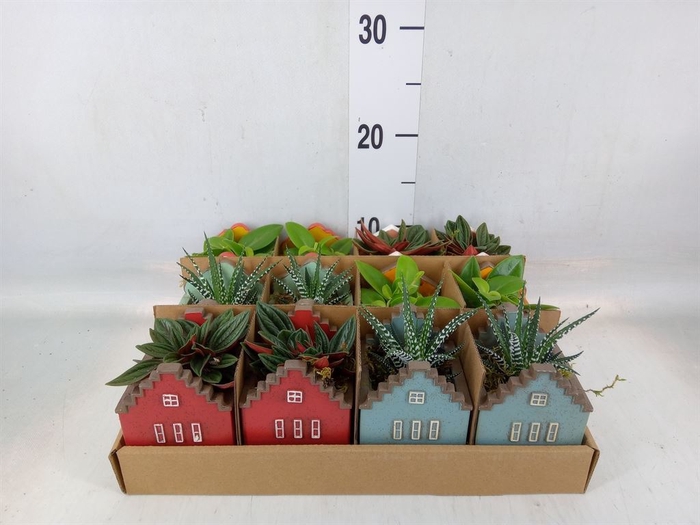 <h4>Planten  ..in schaal L%</h4>