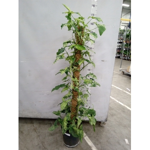 Syngonium   ...