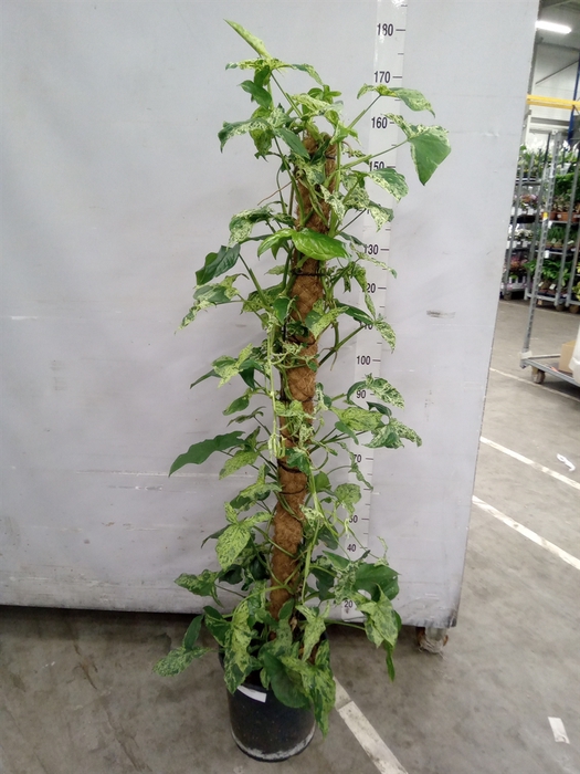 <h4>Syngonium   ...</h4>