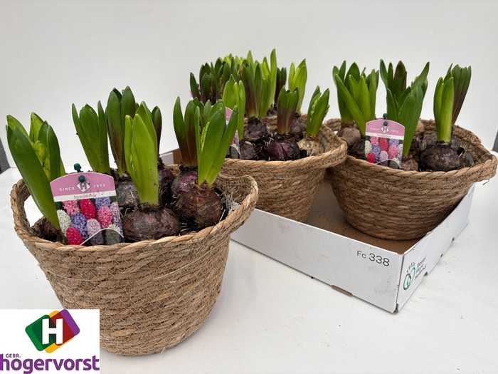 <h4>ARR HYACINTH</h4>