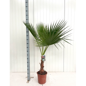 WASHINGTONIA