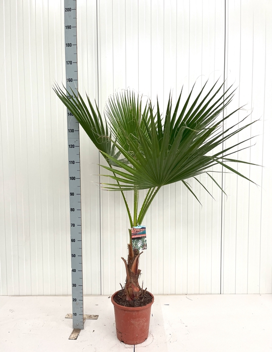 <h4>WASHINGTONIA</h4>