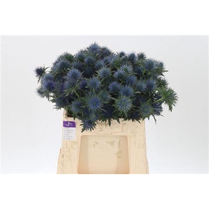 Eryngium Magnetar Qstar