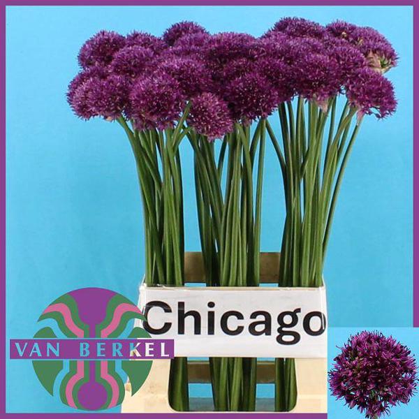 <h4>Allium Kleinbloemig JM Van Berkel</h4>