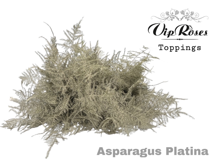 <h4>ASP OV 1E VEREN PLATINA</h4>