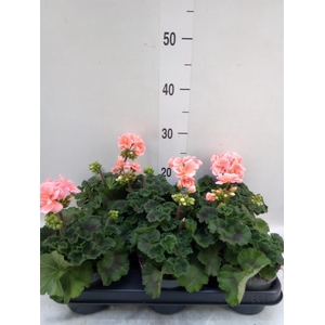 Pelargonium zona.   ...F1