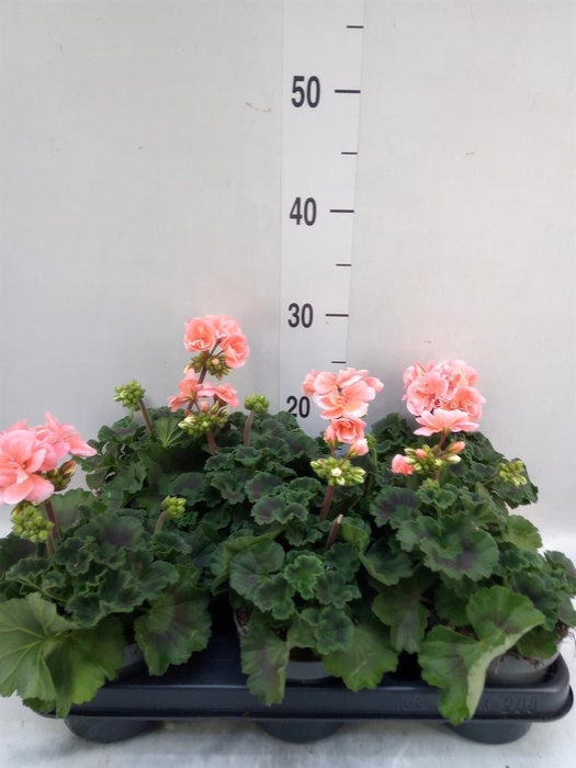 <h4>Pelargonium zona.   ...F1</h4>