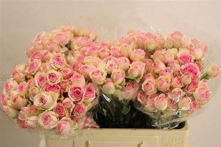 <h4>R Tr Dinara</h4>