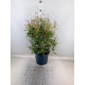 Pieris japonica 'Ralto'