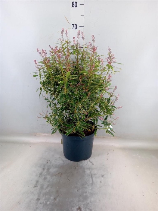 <h4>Pieris japonica 'Ralto'</h4>