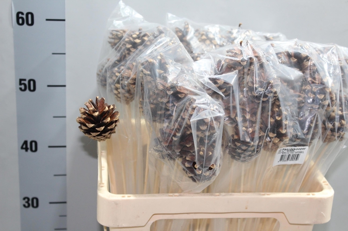 <h4>DENNEAPP G OP ST H%</h4>