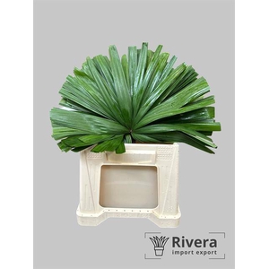 CHAMAEROPS SP BLAD Blik x50 Koopje !!