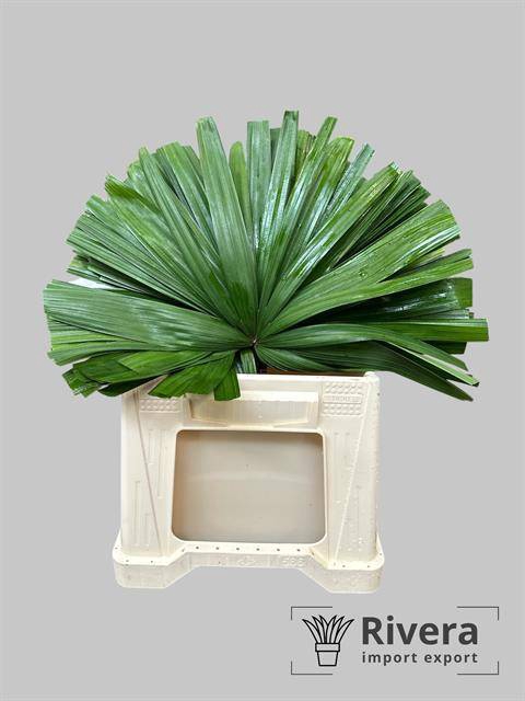 <h4>CHAMAEROPS SP BLAD Blik x50 Koopje !!</h4>