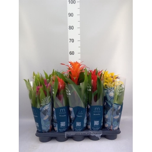 Guzmania   ...mix