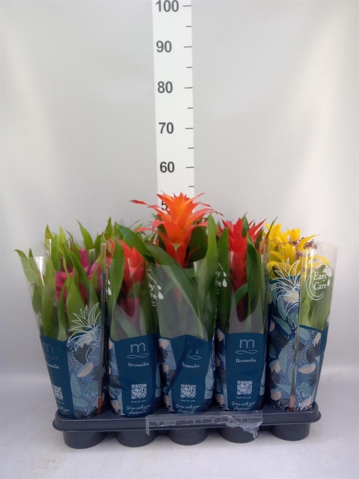 <h4>Guzmania   ...mix</h4>