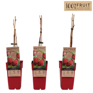Rubus idaeus 'Twotimer Sugana Red'® P15